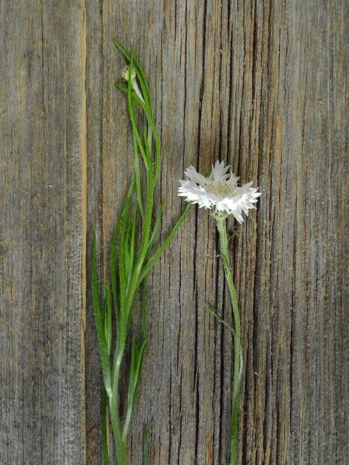 CORNFLOWER WHITE NOVELTY